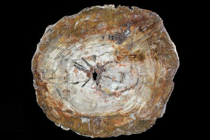 Colorful Petrified Wood (Araucaria) Round - Madagascar #81343